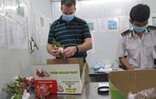 Tăng tốc xuất khẩu trái cây tươi sang Mỹ