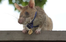 Một con chuột được Anh trao huy chương dũng cảm vì dò mìn giỏi ở Campuchia