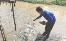 Mặn duyên với đàn cá tự nhiên