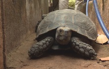 Bị khởi tố vì nuôi nhốt 47 rùa hộp trán vàng quý hiếm
