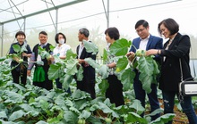 Nông dân Vân Hồ tăng gấp đôi thu nhập nhờ trồng rau sạch