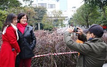 Cỏ lau tím nở rộ bên hồ Hoàn Kiếm