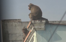 Lên phương án đưa đàn khỉ đại náo ở quận 12 ra khỏi khu dân cư