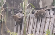 Đã bắt được 2 con khỉ trong đàn khỉ đại náo khu dân cư ở quận 12