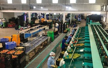Nông sản Lâm Đồng đổ về TP HCM bán Tết