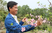 CLIP: Hoa đào nở thắm thủ phủ đào phai lớn nhất xứ Thanh