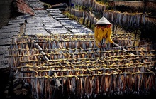Làng chài vào mùa hội cá khô