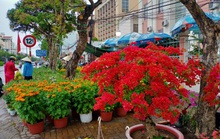Cần Thơ bàn giải pháp hỗ trợ người bán hoa kiểng