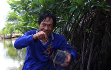 Đã mắt xem nông dân Cà Mau dùng “tuyệt chiêu” bắt ba khía