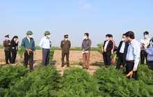Hải Dương kết thúc 15 ngày cách ly xã hội, gỡ bỏ phong tỏa Cẩm Giàng, Chí Linh từ 3-3