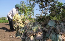 Nông dân nhổ bỏ hàng trăm tấn rau củ vì giá thấp, không người mua