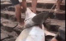 CLIP: Ngư dân Quảng Trị câu được cá mập gần 1,5 tạ, bán ngay tại bến