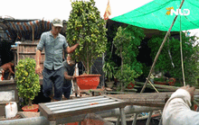 Chợ hoa “trên bến dưới thuyền” nhộn nhịp giao thương ngày cận Tết