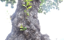 Ngắm vẻ đẹp vượt thời gian của hàng cây di sản ở Côn Đảo