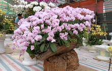 Những chậu hoa lan bằng gỗ lạ mắt ở chợ Tết