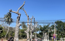 Người dân Vũng Tàu tiếc nuối nhìn hàng cổ thụ bị chặt hạ