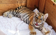 Đến FLC Zoo Safari Park Quy Nhon ngắm chú hổ sơ sinh Bengal cực đáng yêu