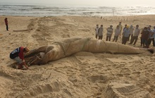 Xác cá voi khổng lồ trôi vào bờ biển Quảng Nam