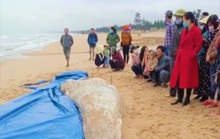 Cá voi trắng nặng 2 tấn chết trôi dạt vào bờ biển Quảng Bình