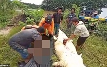 Hãi hùng bé trai 8 tuổi bị cá sấu nuốt chửng ở Indonesia