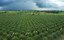 Thanh long Bình Thuận mở khóa vào Nhật Bản