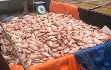 Gần 800 tấn cá bè chết trên sông Đồng Nai sau mưa lớn