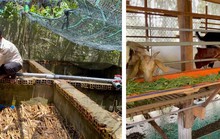 Sinh kế mới khi lũ không về