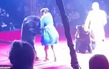 Nghệ sĩ xiếc mang thai bị gấu tấn công trên sân khấu