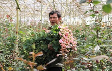 Thị trường 20-10 trầm lắng