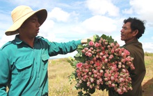 Hoa Đà Lạt tăng giá cao dịp 20-10