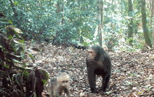 CLIP:  Ngắm đàn khỉ mặt đỏ tò mò trước vật thể lạ trong rừng Quảng Trị