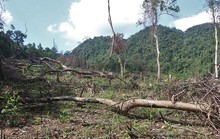 Khai trừ ra khỏi đảng cán bộ địa chính khoanh nuôi hơn 15 ha rừng tự nhiên