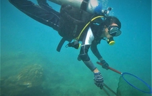 Nỗ lực khôi phục rạn san hô Cù lao Chàm