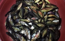 Mưa về, cá cũng về theo