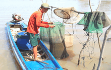 Bấp bênh mùa lũ kém