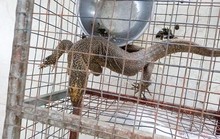 Bất ngờ lời khai của phụ bếp nhà hàng mua bán động vật hoang dã trái phép