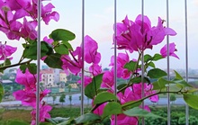 Yêu một bà thím thì đã sao, miễn là tôi hạnh phúc