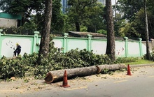 Nhiều cổ thụ trên đường phố TP HCM bị đốn hạ, vì sao?