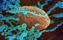 Phát hiện virus corona mới lây nhiễm sang người