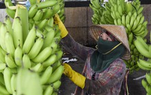 Union Trading hỗ trợ vốn, kỹ thuật cho nông dân miền Trung trồng chuối xuất khẩu