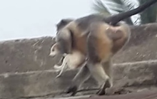 Ấn Độ: Khỉ hung hãn thảm sát 250 con chó để trả thù