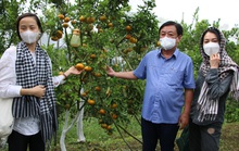Bộ trưởng Lê Minh Hoan yêu cầu giữ hình ảnh và thương hiệu quýt hồng Lai Vung