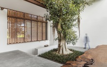 Cây sung cao 10 m mọc giữa nhà