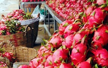 Trung Quốc tạm dừng nhập khẩu thanh long Việt Nam trong 4 tuần
