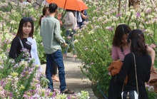 Làng hoa kiểng lớn nhất miền Tây tổ chức “Duyên dáng phụ nữ làng hoa”