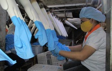 Sản xuất găng tay y tế kín đơn hàng đến năm 2022