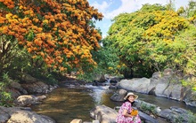 Hoa trang rừng phủ kín suối Tà Má
