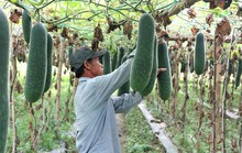 Bí đao xứ Quảng được mùa nhưng rớt giá