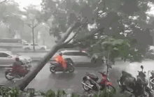 Video: Cảnh thót tim cây xanh ngã trong cơn mưa chiều ở TP HCM