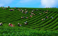 Cuộc thi ảnh Nét đẹp lao động lần 3: Hạ về trong sắc màu tương phản